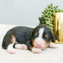 Caesar - male Australian Mountain Doodle puppy in Spanish Fork, Utah from K Brand Doodles