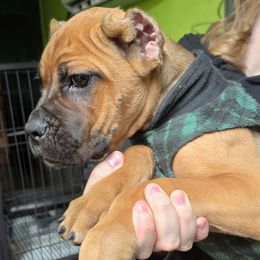 Red Collar - Red female Cane Corso puppy in Lewistown, Montana from Corsi Amore Kennels