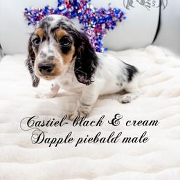Castiel - Dapple male Dachshund puppy in Prairieville, Louisiana from Southern Barron Danes & Dachshunds