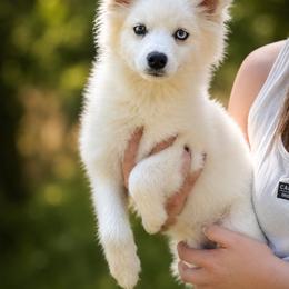 Snowy - White male Pomsky puppy in Coos Bay, Oregon from Ocean View Pomskies