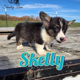 Skelly - Black and white male Cardigan Welsh Corgi puppy in Bland, Missouri from Shadey Lane Corgis