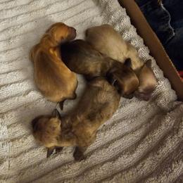 Gray - Brindle female Dachshund puppy in Colony, Kansas from Randal'sDachshunds