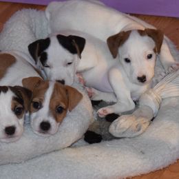 Jack Russell Terrier Puppies from Celtic River