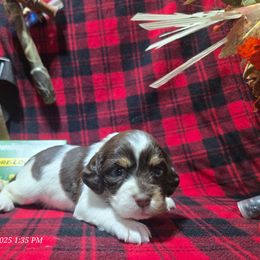 SnowFlake - Liver white and tan female English Springer Spaniel puppy in Saginaw, Michigan from Kemerer Springers