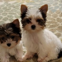 Yorkshire Terrier Puppies from Brat Babies