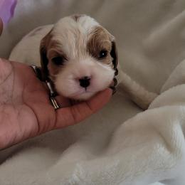 Blush Rosalie - Blenheim female Cavalier King Charles Spaniel puppy in Decatur, Illinois from Petite Pups