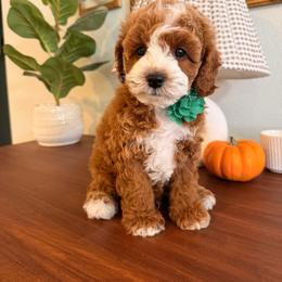 Hurley - Red male Cavapoo puppy in Pleasant Grove, Utah from Destination Doodles