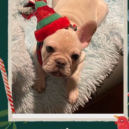 Boston Terriers, Companion Crosses, and French Bulldogs from Angie's Little Bostons And Frenchies