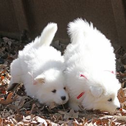 Samoyed Puppies from The Office Pups