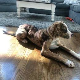 Catahoula Leopard Dog Puppies from ZM Catahoulas
