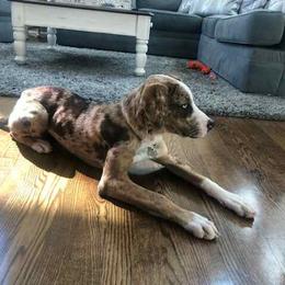 Catahoula Leopard Dog Puppies from ZM Catahoulas
