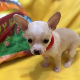 Pinto - Cream and white male Chihuahua puppy in Amity, Pennsylvania from Rhoda and Verna