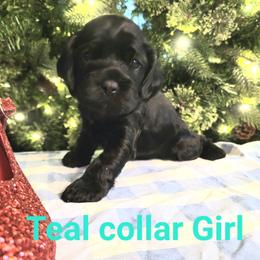 Teal collar Girl - Black female Cockapoo puppy in Dayton, Ohio from There's no place like home spaniels