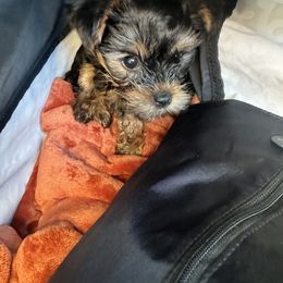 Yorkshire Terrier Puppies from MCM Acres