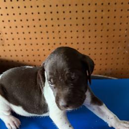 Boy two - Liver and white male German Shorthaired Pointer puppy in Kathleen, Florida from Alex Yates GSP's