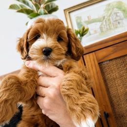 Ranger - Red  male Goldendoodle puppy in Gilbert, Arizona from Doodle Bliss
