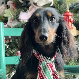 Spank - Dachshund