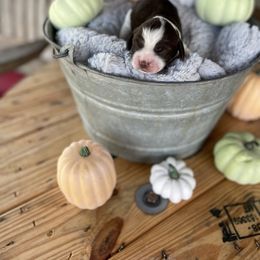 English Springer Spaniel Puppies from Cedar Ridge Kennels