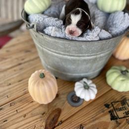 English Springer Spaniel Puppies from Cedar Ridge Kennels