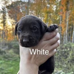 White - Chocolate male Labrador Retriever puppy in Lawton, Michigan from DuckAlly Kennel
