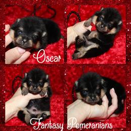 Oscar - Black and tan male Pomeranian puppy in Anna, Texas from Fantasy Pomeranians & Fantasy Aussies