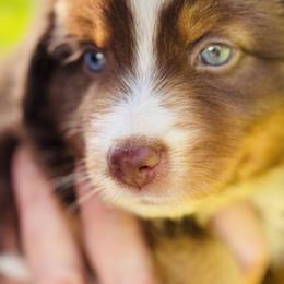 German Shepherd and Miniature American Shepherd Puppies from Bouchard’s Best Shepherds