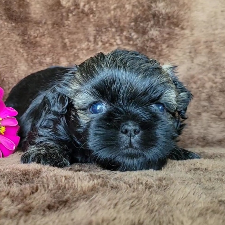 Corbi - Black gold and silver Shih Tzu puppy in Savannah, Tennessee from Juniverse Farm