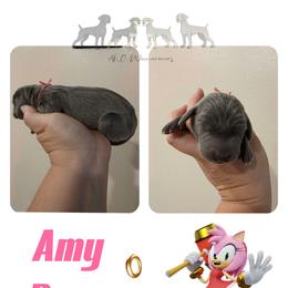 AMY ROSE - Blue female Weimaraner puppy in Ferrum, Virginia from LAAT Weims