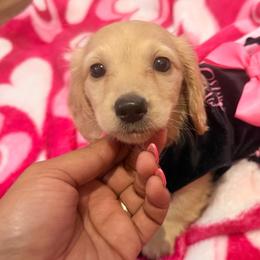 Tiny - Cream female Dachshund puppy in Magnolia, Texas from Carrie’s Countryside Dachshunds