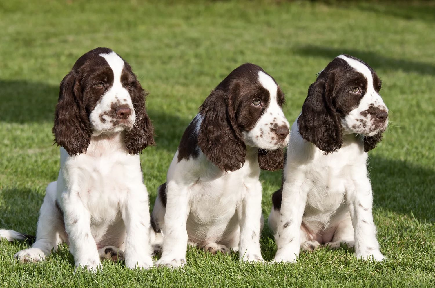 Angel English Springer Spaniels in New Hampshire | English Springer ...