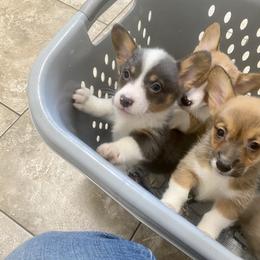 American Corgi and Pembroke Welsh Corgi Puppies from High Hopes Farm