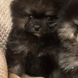 Bacon-Lilly boy - Black and tan male Pomeranian puppy in Silver Springs, New York from Humehill