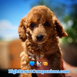Jack - Red  male Poodle puppy in Dolan Springs, Arizona from High Desert Companions