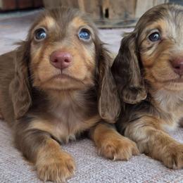 Chocolate tan - Chocolate and tan male Dachshund puppy in Ashford, Alabama from Circle City Dachshunds
