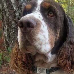 Teddy - English Springer Spaniel