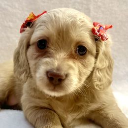 Dachshunds from South Doxies Ms