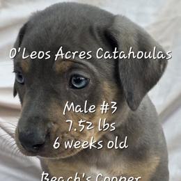 MALE - 3 - Blue merle male Catahoula Leopard Dog puppy in Perry, Florida from O'Leos' Acres Catahoulas