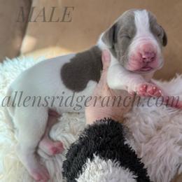 Lilac Pie Tanpoint carrier - Silver male Great Dane puppy in Greenville, South Carolina from Allen’s Ridge Ranch