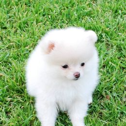 Dee Dee's Pomeranians breeder of Pomeranian