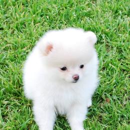 Dee Dee's Pomeranians breeder of Pomeranian