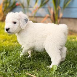 Justice - Black and white male Sheepadoodle puppy in Vernonia, Oregon from Life Unleashed Farm