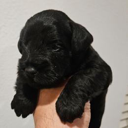 Male 1 black - Black male Miniature Schnauzer puppy in Chino, California from So Cal Schnauzer