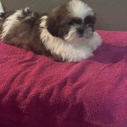 Chase - Red and white male Shih Tzu puppy in Eastvale, California from Gigi’s Shih tzu