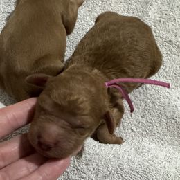 Peppermint Patty (Violet) - Red  female Goldendoodle puppy in Bay City, Texas from Charming Doods