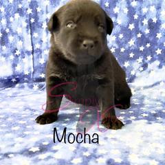 Boy 1 - Black Xoloitzcuintli puppy in Dillwyn, Virginia from Simply Xolos