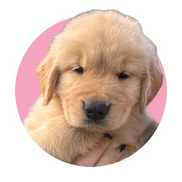 Pink - Light golden Golden Retriever puppy in Lakeville, Massachusetts from Platinum Golden Retrievers