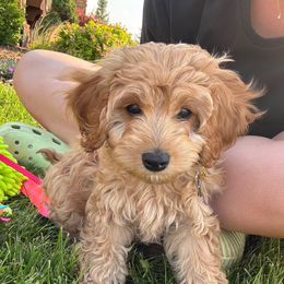 John - Apricot male Cavapoo puppy in Preston, Idaho from Shaffer Top Notch Puppies
