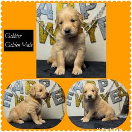 Gobbler - Golden male Golden Retriever puppy in Touchet, Washington from Northwest Rainbow Aussies and Golden Retrievers