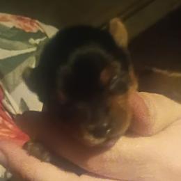 Lucky Charms - Black and tan male Yorkshire Terrier puppy in Jacksonville, Arkansas from Royal Yorkie Terrier
