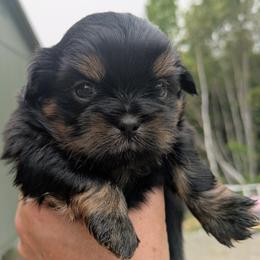 Black and tan dobie boy - Black and tan male Shih Tzu puppy in Amherst, Maine from McKayla Hairston